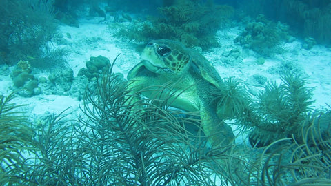 Loggerhead